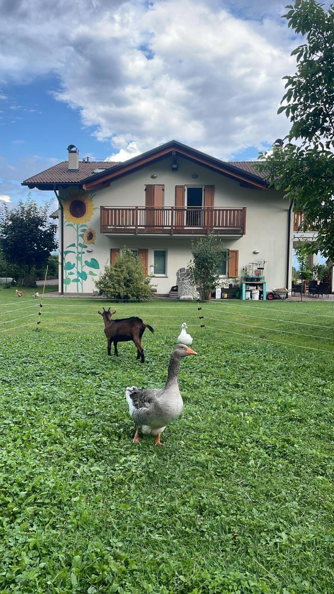 Agriturismo Girasole Fai della Paganella Extérieur photo